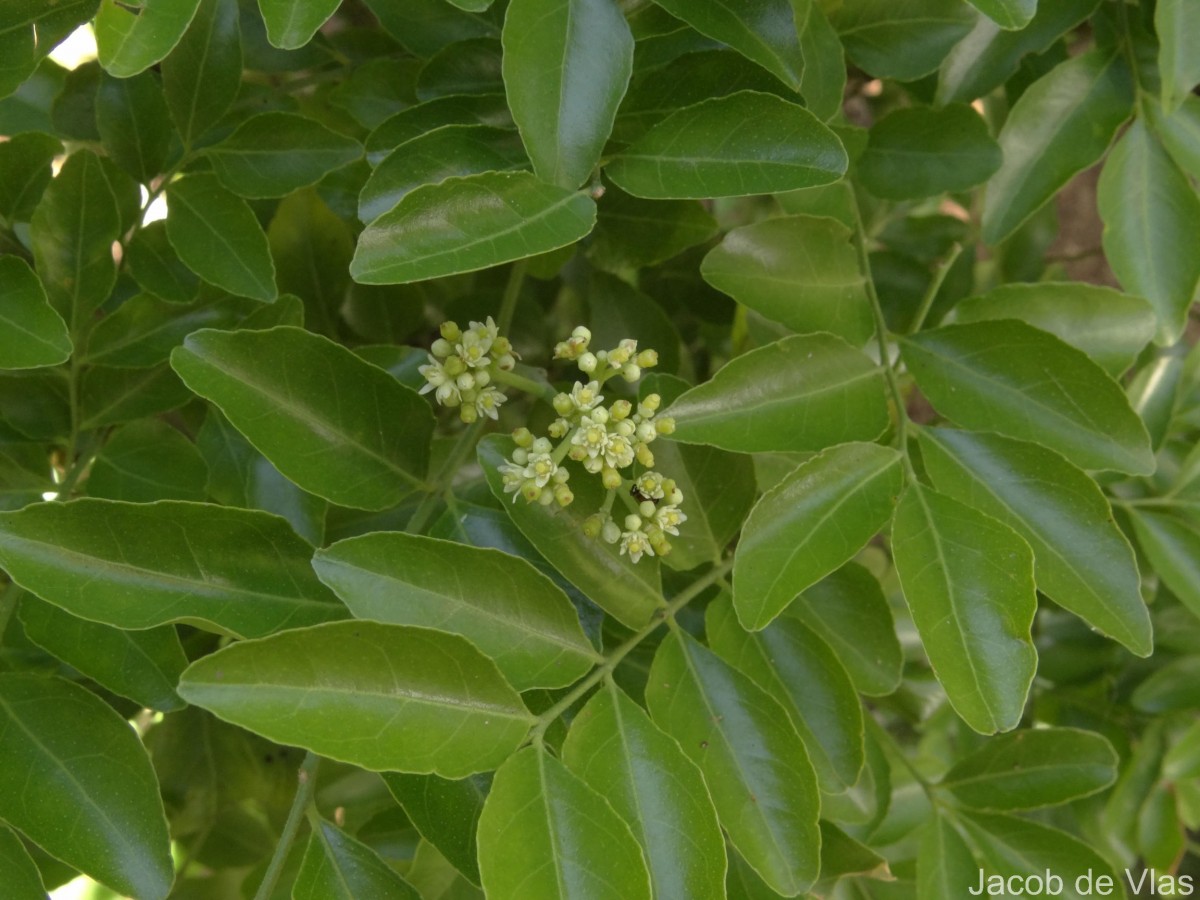 Clausena indica (Dalzell) Oliv.